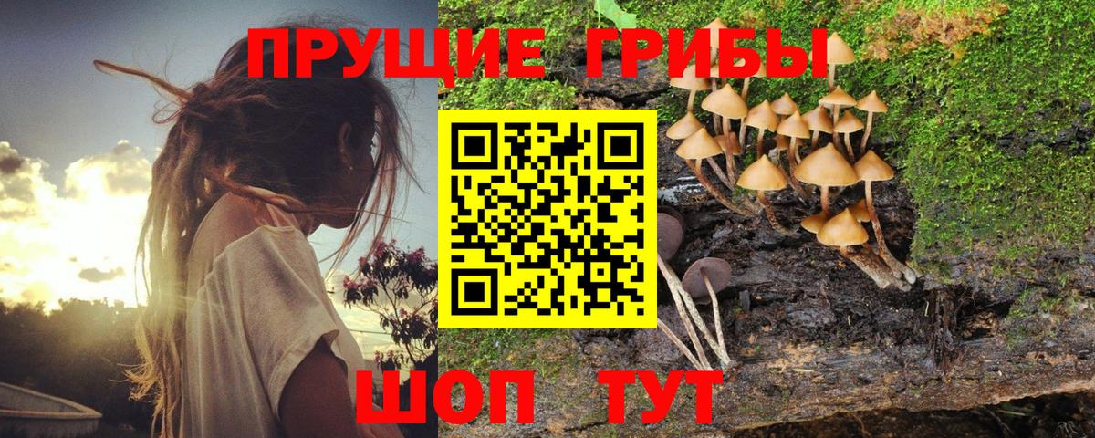 Псилоцибиновые грибы Cubensis Елец